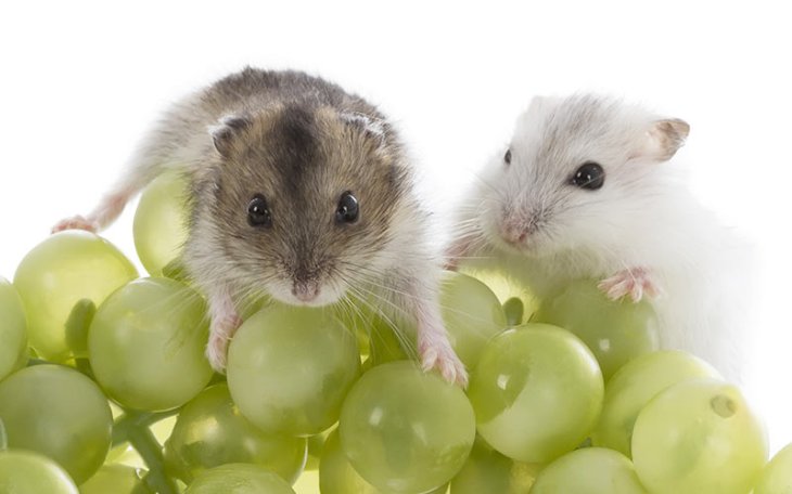 hamsters-and-grapes